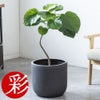 観葉植物 通販 フィカス・ウンベラータ 7号鉢 ルーケト鉢カバー付 観葉植物 本物