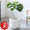 観葉植物 通販 フィカス・ウンベラータ 7号鉢 ルーケト鉢カバー付 観葉植物 本物