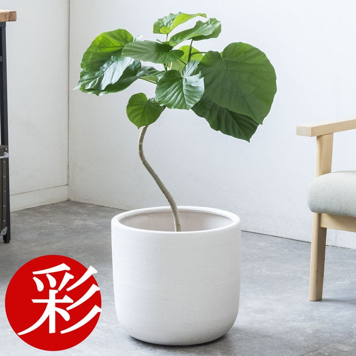 観葉植物 通販 フィカス・ウンベラータ 7号鉢 ルーケト鉢カバー付 観葉植物 本物