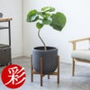 観葉植物 通販 フィカス・ウンベラータ 7号鉢 ルーケト鉢カバー付 観葉植物 本物