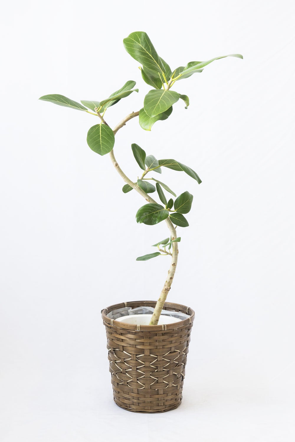 観葉植物 通販 フィカス・ベンガレンシス 【S字】 曲がり樹形 7号鉢 キャラメルブラウン鉢カバー付 観葉植物 本物