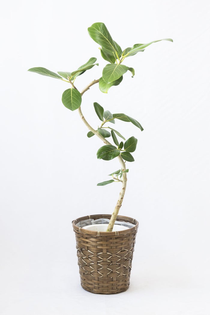観葉植物 通販 フィカス・ベンガレンシス 【S字】 曲がり樹形 7号鉢 キャラメルブラウン鉢カバー付 観葉植物 本物