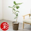 観葉植物 通販 フィカス・ベンガレンシス 【S字】 曲がり樹形 7号鉢 キャラメルブラウン鉢カバー付 観葉植物 本物