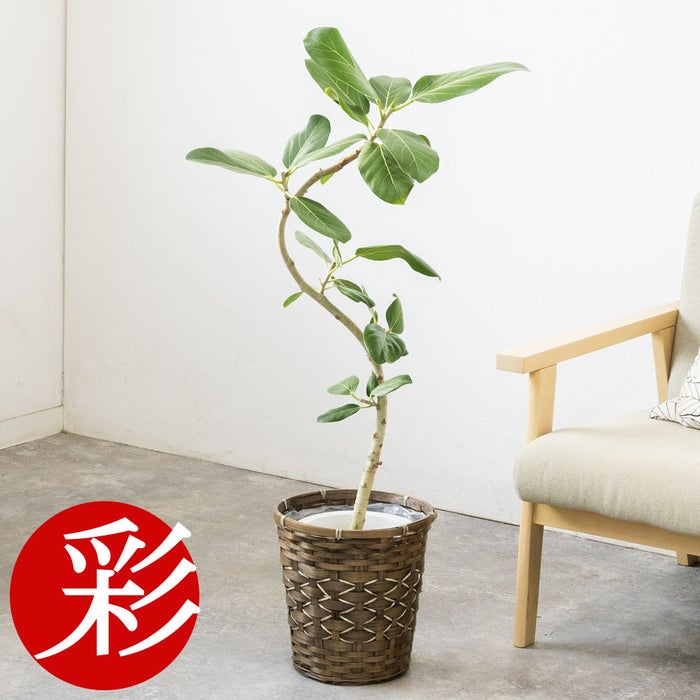観葉植物 通販 フィカス・ベンガレンシス 【S字】 曲がり樹形 7号鉢 キャラメルブラウン鉢カバー付 観葉植物 本物