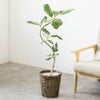 観葉植物 通販 フィカス・ベンガレンシス 【S字】 曲がり樹形 7号鉢 キャラメルブラウン鉢カバー付 観葉植物 本物