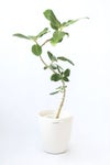 観葉植物 通販 フィカス・ベンガレンシス 【S字】 曲がり樹形 7号鉢 ラスター白鉢カバー付 観葉植物 本物