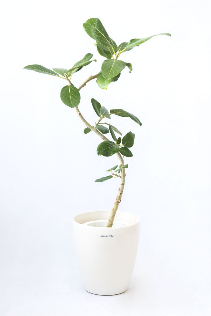 観葉植物 通販 フィカス・ベンガレンシス 【S字】 曲がり樹形 7号鉢 ラスター白鉢カバー付 観葉植物 本物