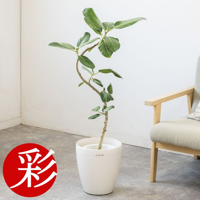 観葉植物 通販 フィカス・ベンガレンシス 【S字】 曲がり樹形 7号鉢 ラスター白鉢カバー付 観葉植物 本物