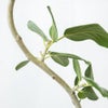 観葉植物 通販 フィカス・ベンガレンシス 【S字】 曲がり樹形 7号鉢 ラスター白鉢カバー付 観葉植物 本物