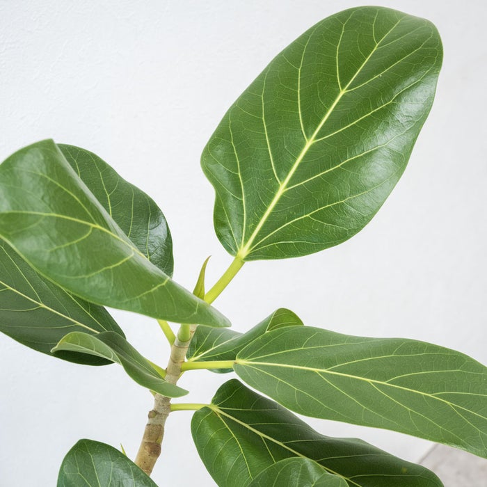 観葉植物 通販 フィカス・ベンガレンシス 【S字】 曲がり樹形 7号鉢 ラスター白鉢カバー付 観葉植物 本物
