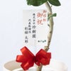 観葉植物 通販 フィカス・ベンガレンシス 【S字】 曲がり樹形 7号鉢 ラスター白鉢カバー付 観葉植物 本物