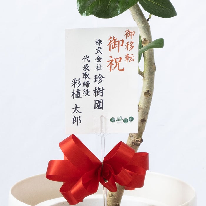 観葉植物 通販 フィカス・ベンガレンシス 【S字】 曲がり樹形 7号鉢 ラスター白鉢カバー付 観葉植物 本物
