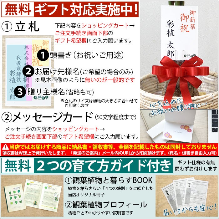 観葉植物 通販 フィカス・ベンガレンシス 【S字】 曲がり樹形 7号鉢 ラスター白鉢カバー付 観葉植物 本物