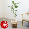 観葉植物 通販 フィカス・ベンガレンシス 【S字】 曲がり樹形 7号鉢 ツートーン鉢カバー付 観葉植物 本物