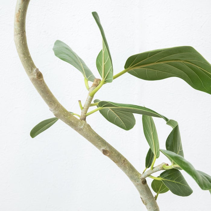観葉植物 通販 フィカス・ベンガレンシス 【S字】 曲がり樹形 7号鉢 ツートーン鉢カバー付 観葉植物 本物