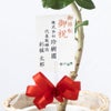 観葉植物 通販 フィカス・ベンガレンシス 【S字】 曲がり樹形 7号鉢 ツートーン鉢カバー付 観葉植物 本物
