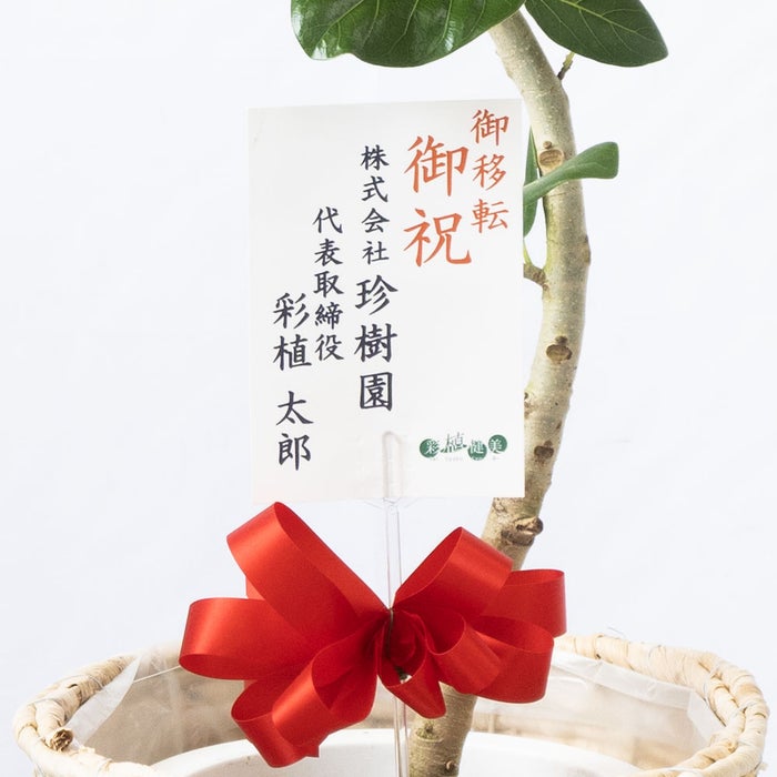 観葉植物 通販 フィカス・ベンガレンシス 【S字】 曲がり樹形 7号鉢 ツートーン鉢カバー付 観葉植物 本物