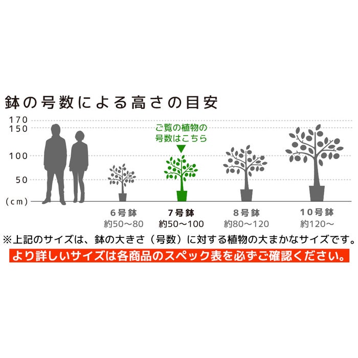 観葉植物 通販 フィカス・ベンガレンシス 【S字】 曲がり樹形 7号鉢 ツートーン鉢カバー付 観葉植物 本物