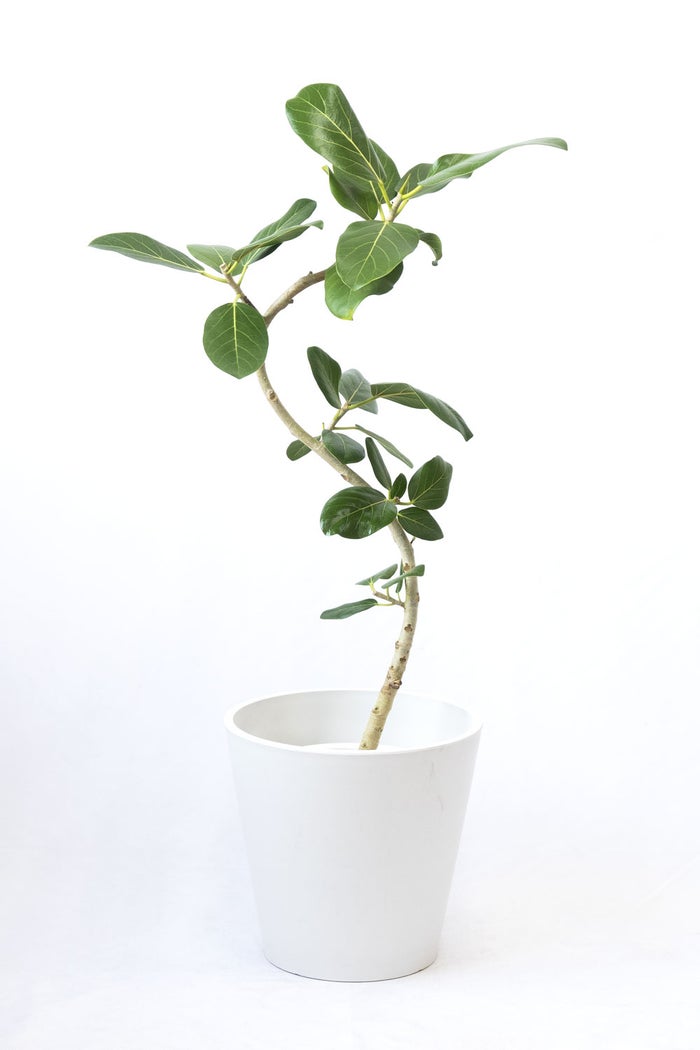 観葉植物 通販 フィカス・ベンガレンシス 【S字】 曲がり樹形 7号鉢 ガルボ鉢カバー付 観葉植物 本物