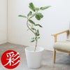 観葉植物 通販 フィカス・ベンガレンシス 【S字】 曲がり樹形 7号鉢 ガルボ鉢カバー付 観葉植物 本物