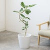 観葉植物 通販 フィカス・ベンガレンシス 【S字】 曲がり樹形 7号鉢 ガルボ鉢カバー付 観葉植物 本物
