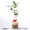観葉植物 通販 フィカス・ベンガレンシス 【S字】 曲がり樹形 7号鉢 ガルボ鉢カバー付 観葉植物 本物