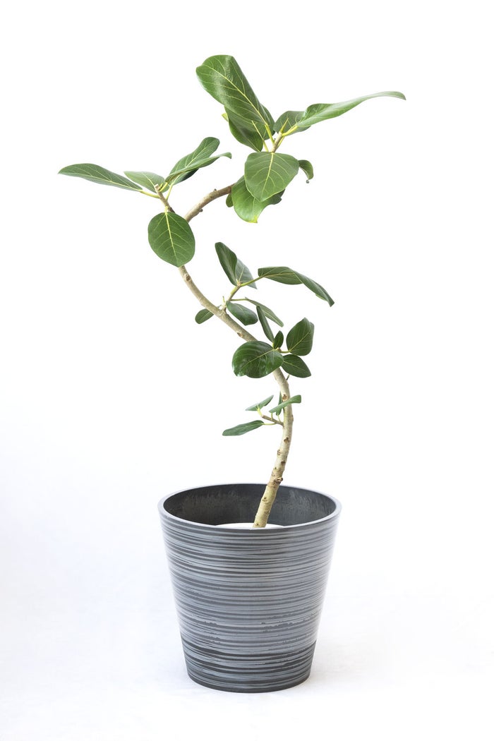 観葉植物 通販 フィカス・ベンガレンシス 【S字】 曲がり樹形 7号鉢 エコフレンドリーポット鉢カバー付 観葉植物 本物