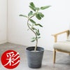 観葉植物 通販 フィカス・ベンガレンシス 【S字】 曲がり樹形 7号鉢 エコフレンドリーポット鉢カバー付 観葉植物 本物
