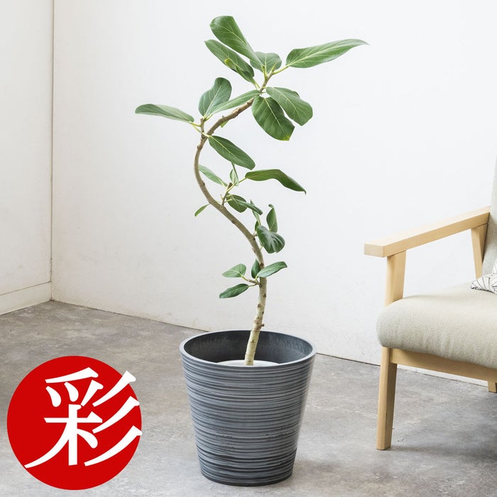 観葉植物 通販 フィカス・ベンガレンシス 【S字】 曲がり樹形 7号鉢 エコフレンドリーポット鉢カバー付 観葉植物 本物