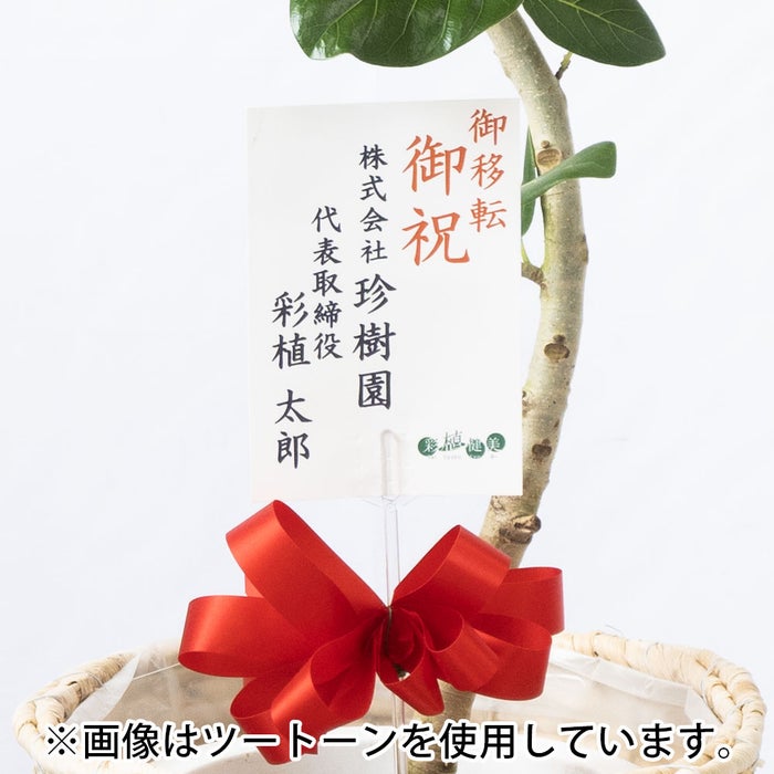 観葉植物 通販 フィカス・ベンガレンシス 【S字】 曲がり樹形 7号鉢 エコフレンドリーポット鉢カバー付 観葉植物 本物