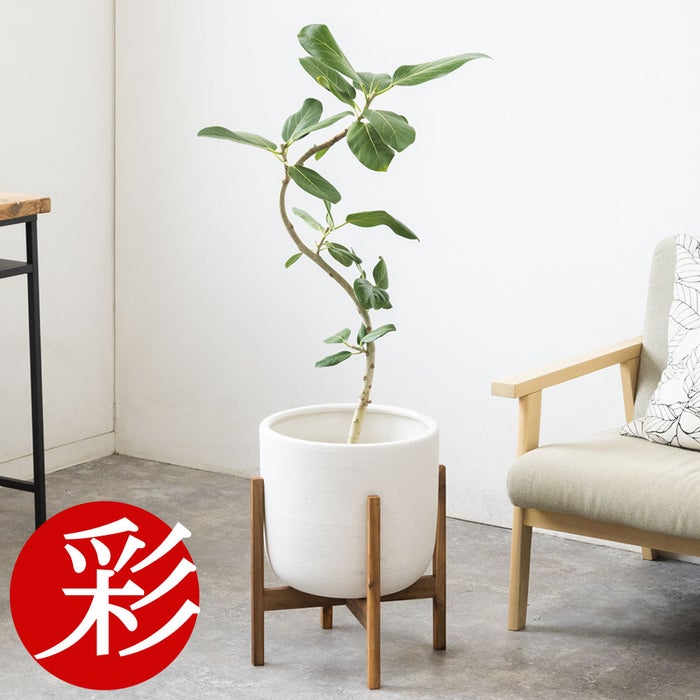 観葉植物 通販 フィカス・ベンガレンシス 【S字】 曲がり樹形 7号鉢 ルーケト鉢カバー付 観葉植物 本物