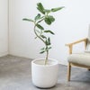 観葉植物 通販 フィカス・ベンガレンシス 【S字】 曲がり樹形 7号鉢 ルーケト鉢カバー付 観葉植物 本物