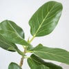 観葉植物 通販 フィカス・ベンガレンシス 【S字】 曲がり樹形 7号鉢 ルーケト鉢カバー付 観葉植物 本物