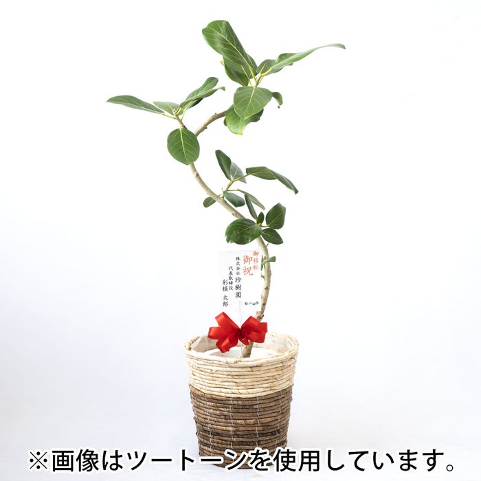 観葉植物 通販 フィカス・ベンガレンシス 【S字】 曲がり樹形 7号鉢 ルーケト鉢カバー付 観葉植物 本物