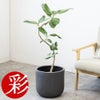 観葉植物 通販 フィカス・ベンガレンシス 【S字】 曲がり樹形 7号鉢 ルーケト鉢カバー付 観葉植物 本物