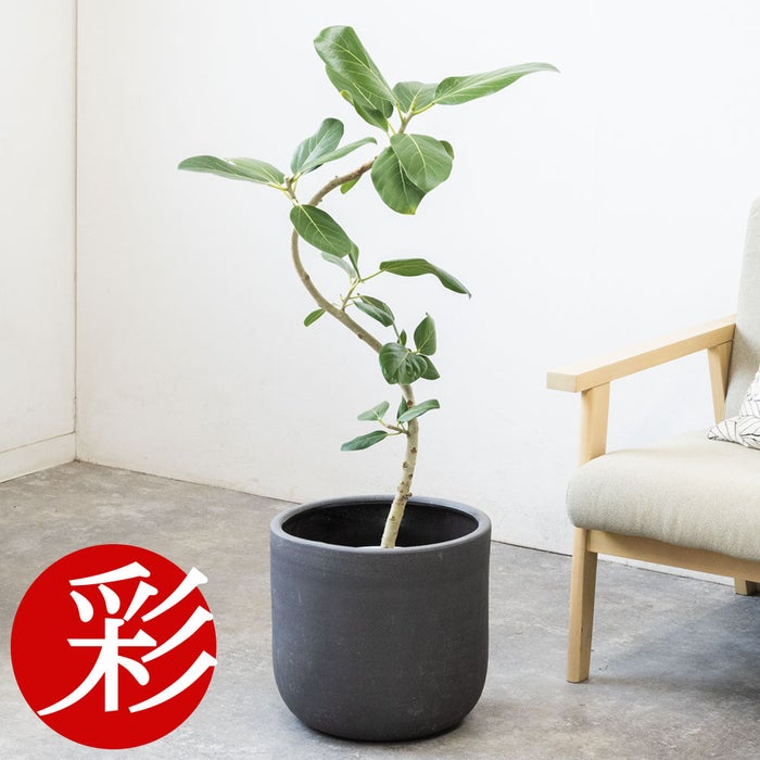観葉植物 通販 フィカス・ベンガレンシス 【S字】 曲がり樹形 7号鉢 ルーケト鉢カバー付 観葉植物 本物