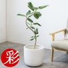 観葉植物 通販 フィカス・ベンガレンシス 【S字】 曲がり樹形 7号鉢 ルーケト鉢カバー付 観葉植物 本物