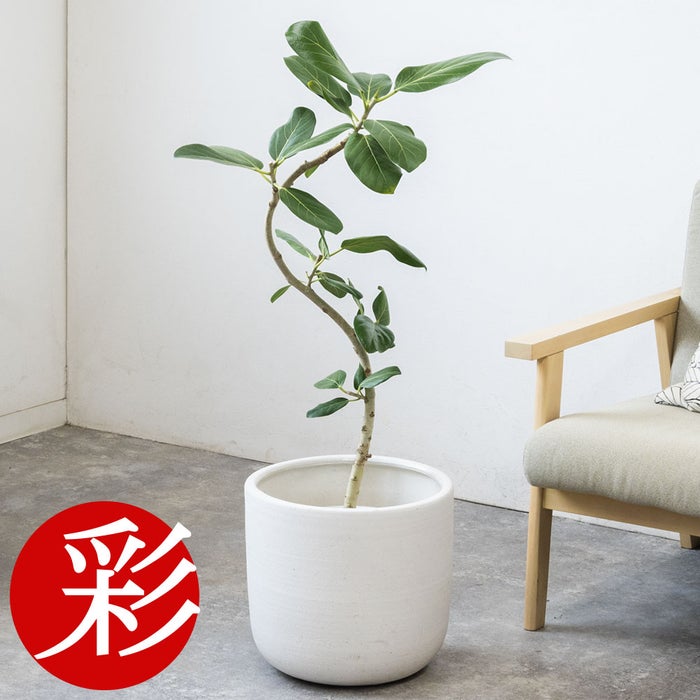 観葉植物 通販 フィカス・ベンガレンシス 【S字】 曲がり樹形 7号鉢 ルーケト鉢カバー付 観葉植物 本物