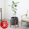 観葉植物 通販 フィカス・ベンガレンシス 【S字】 曲がり樹形 7号鉢 ルーケト鉢カバー付 観葉植物 本物