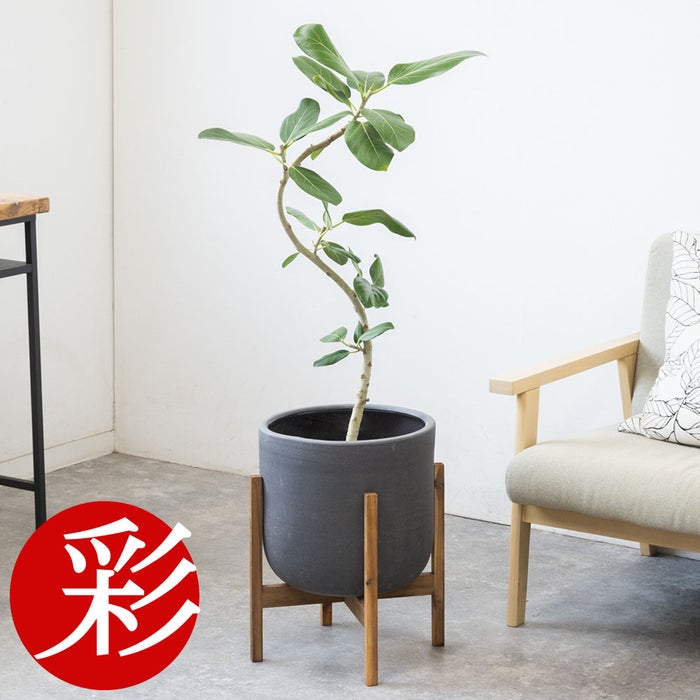 観葉植物 通販 フィカス・ベンガレンシス 【S字】 曲がり樹形 7号鉢 ルーケト鉢カバー付 観葉植物 本物