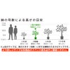 観葉植物 通販 フィカス・ベンガレンシス 【S字】 曲がり樹形 7号鉢 ルーケト鉢カバー付 観葉植物 本物