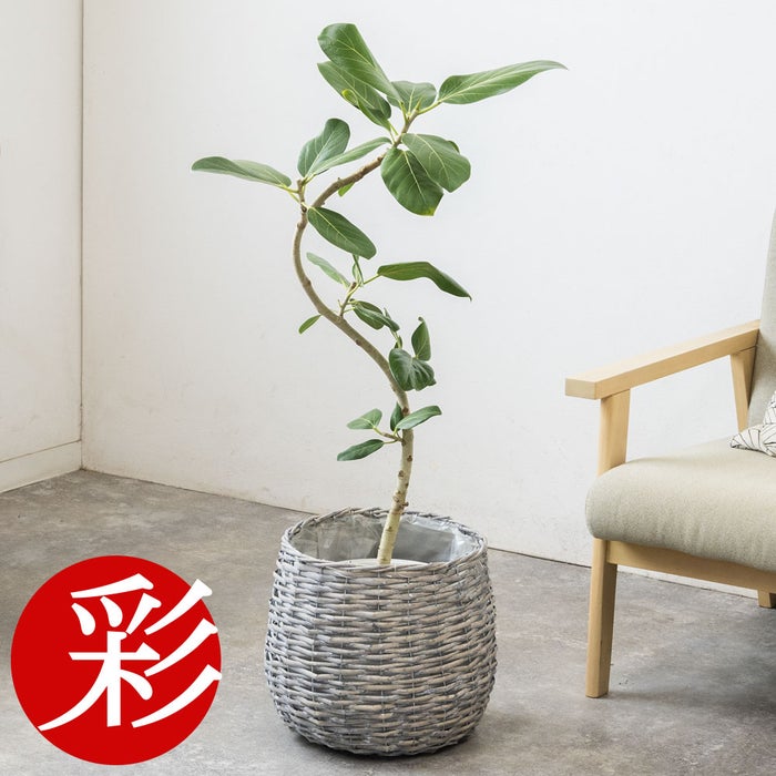 観葉植物 通販 フィカス・ベンガレンシス 【S字】 曲がり樹形 7号鉢 ボールバスケット鉢カバー付 観葉植物 本物