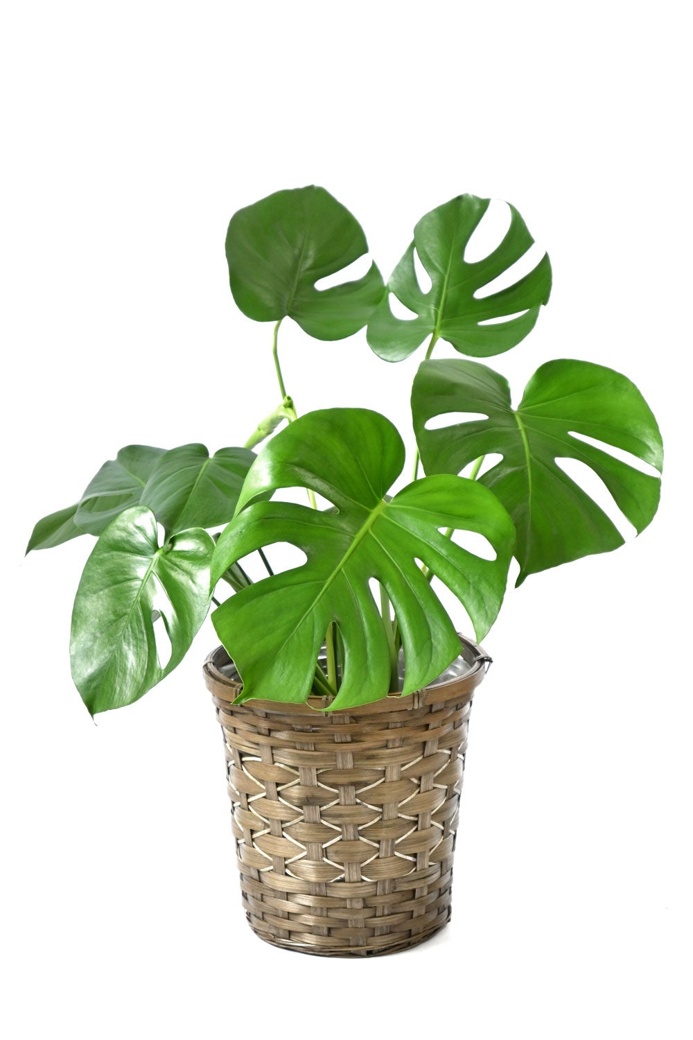 観葉植物 通販 モンステラ 6号鉢 キャラメルブラウン鉢カバー付 観葉植物 本物