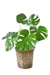 観葉植物 通販 モンステラ 6号鉢 キャラメルブラウン鉢カバー付 観葉植物 本物