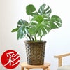 観葉植物 通販 モンステラ 6号鉢 キャラメルブラウン鉢カバー付 観葉植物 本物