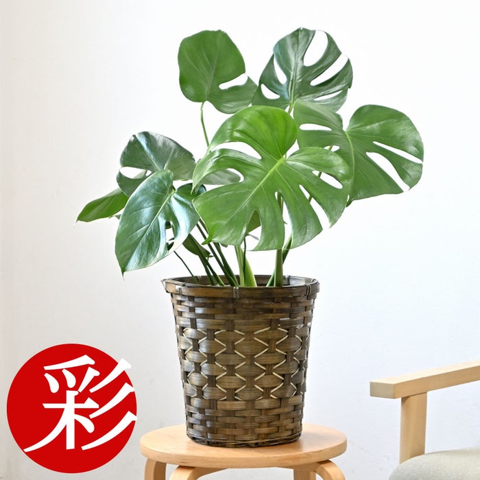 観葉植物 通販 モンステラ 6号鉢 キャラメルブラウン鉢カバー付 観葉植物 本物