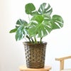 観葉植物 通販 モンステラ 6号鉢 キャラメルブラウン鉢カバー付 観葉植物 本物