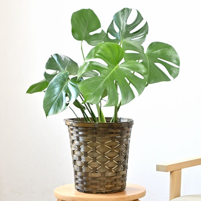 観葉植物 通販 モンステラ 6号鉢 キャラメルブラウン鉢カバー付 観葉植物 本物