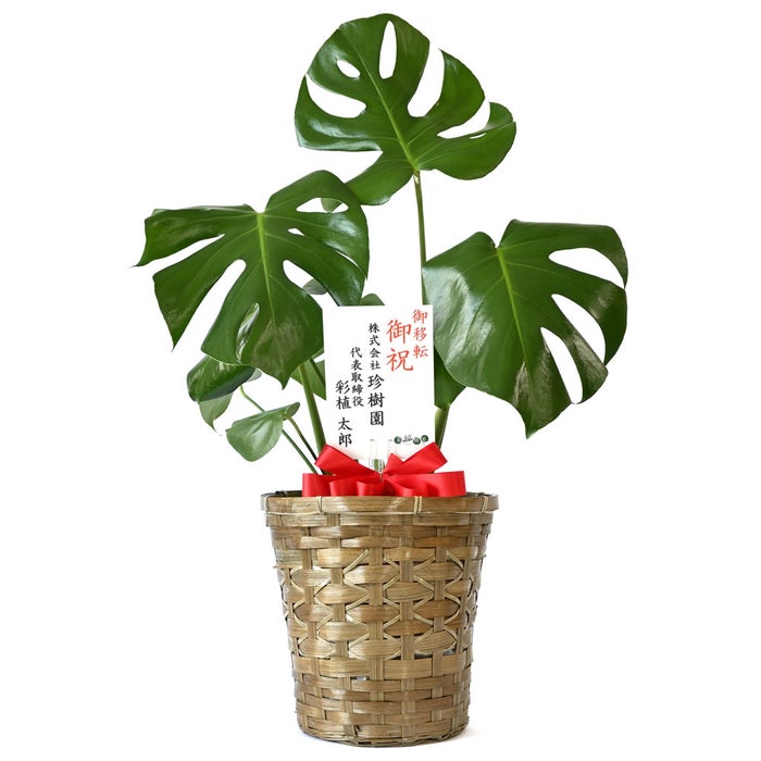 観葉植物 通販 モンステラ 6号鉢 キャラメルブラウン鉢カバー付 観葉植物 本物