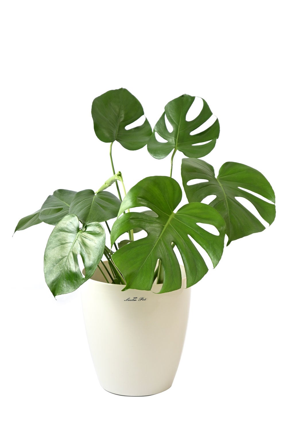 観葉植物 通販 モンステラ 6号鉢 ラスター白鉢カバー付 観葉植物 本物